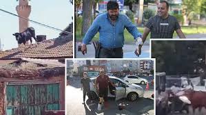 Kurban Bayramı'nın Kanlı Klasikleri Yine Sahnedeydi