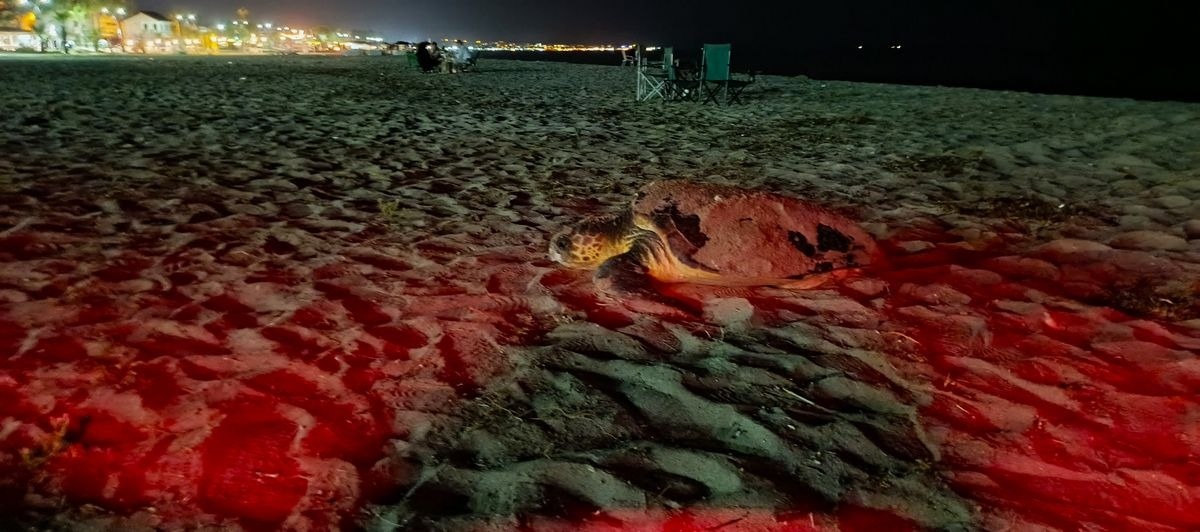 Didim’de Caretta carettalar sahile çıktı